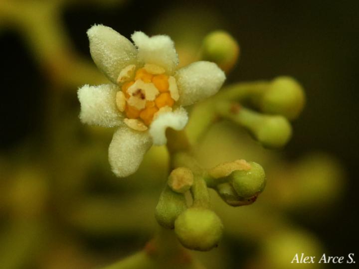 Nectandra umbrosa