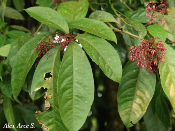 Neea laetevirens