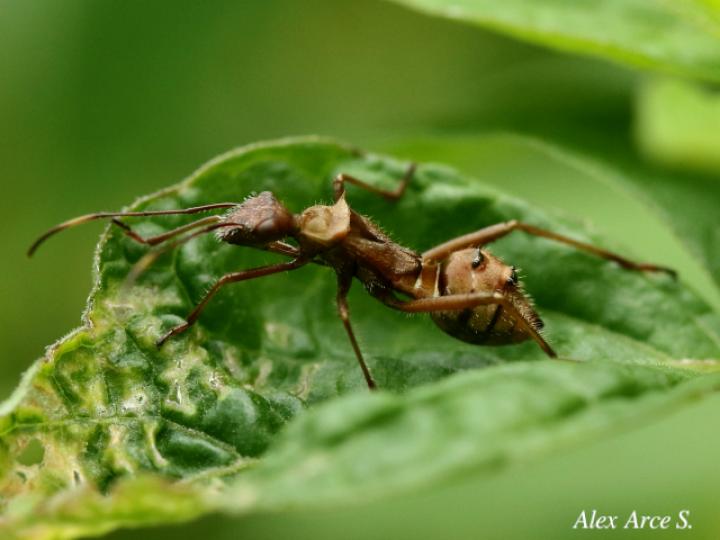 Neomegalotomus parvus