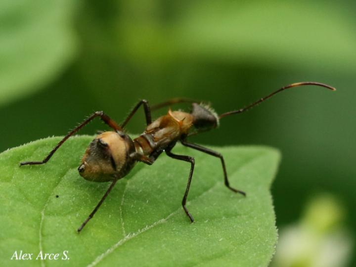 Neomegalotomus parvus