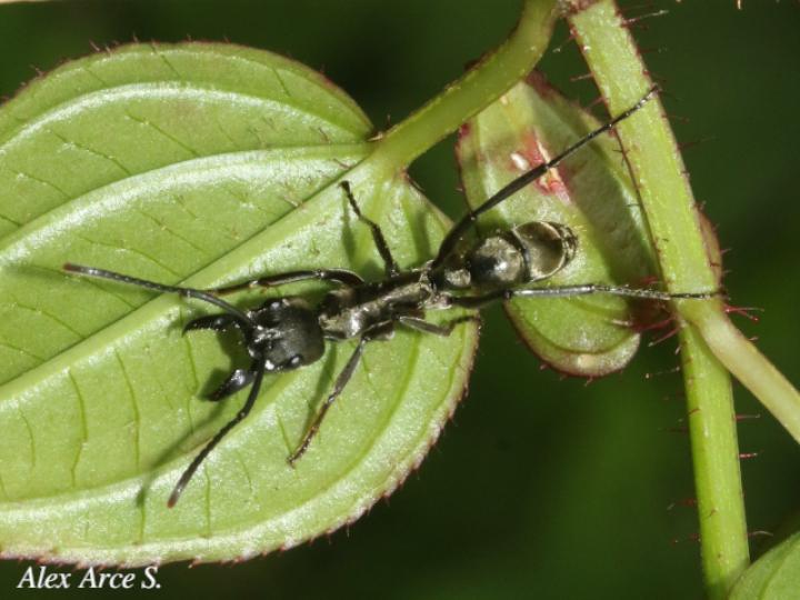 Neoponera apicalis
