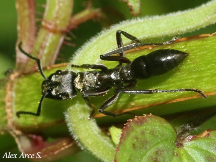 Neoponera apicalis