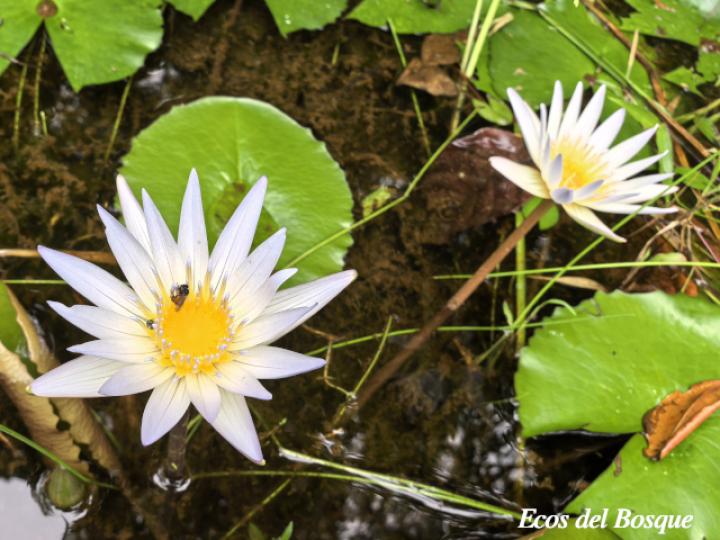 Nymphaea caerulea (Nenúfar)