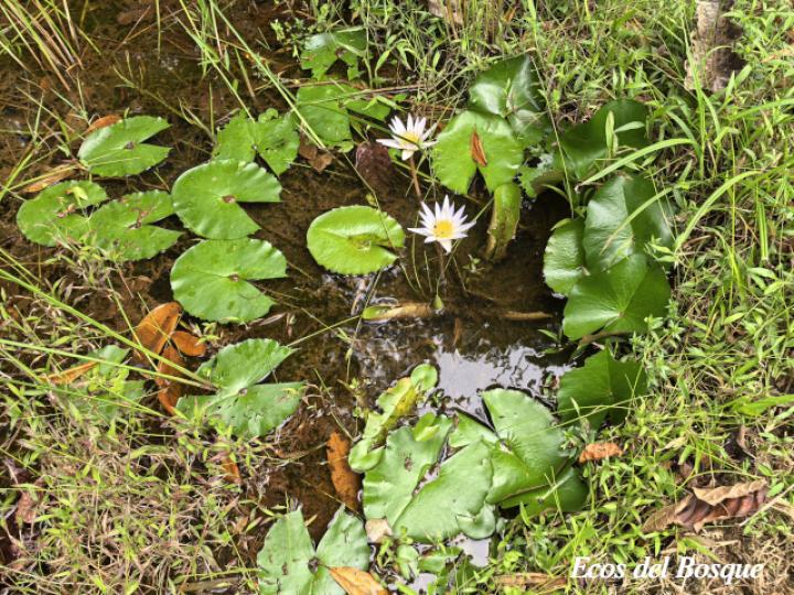 Nymphaea caerulea (Nenúfar)