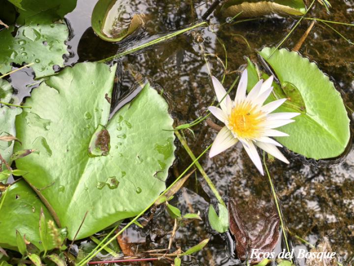 Nymphaea caerulea (Nenúfar)