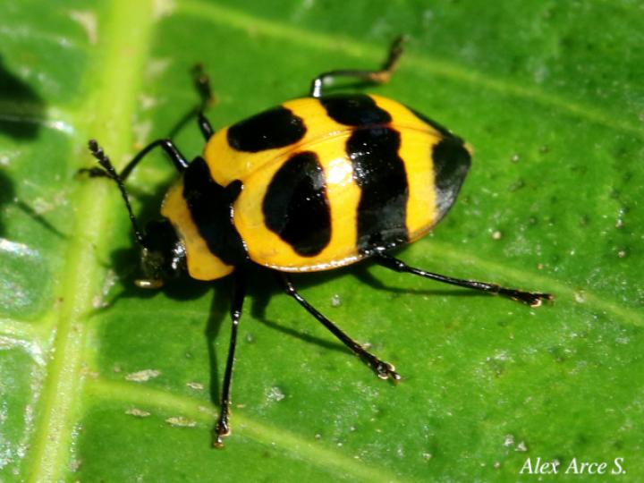 Oligocorynus jansoni