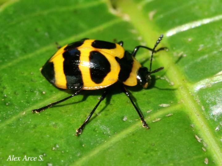 Oligocorynus jansoni