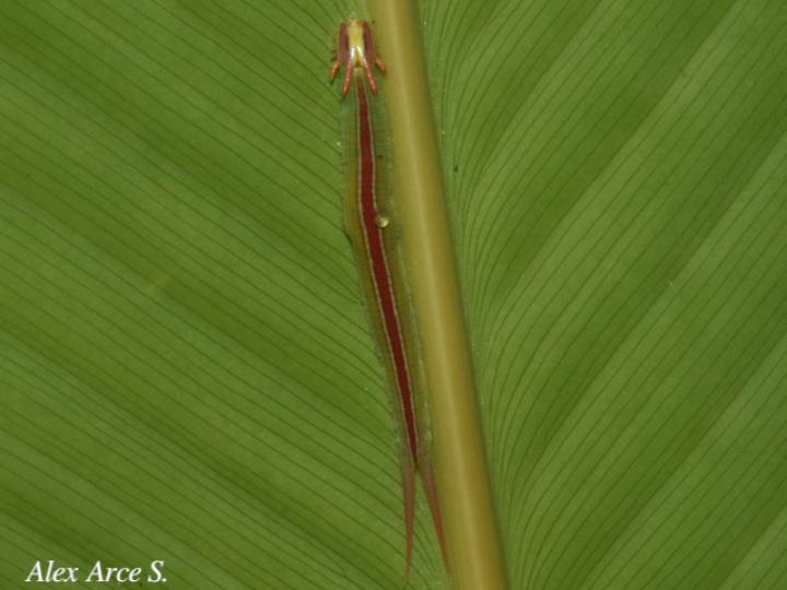 Opsiphanes cassiae (Duende negro)