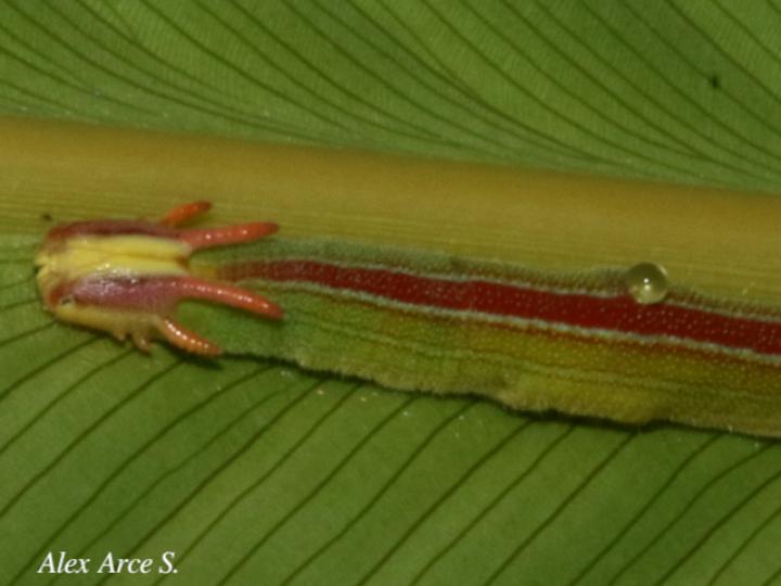 Opsiphanes cassiae (Duende negro)