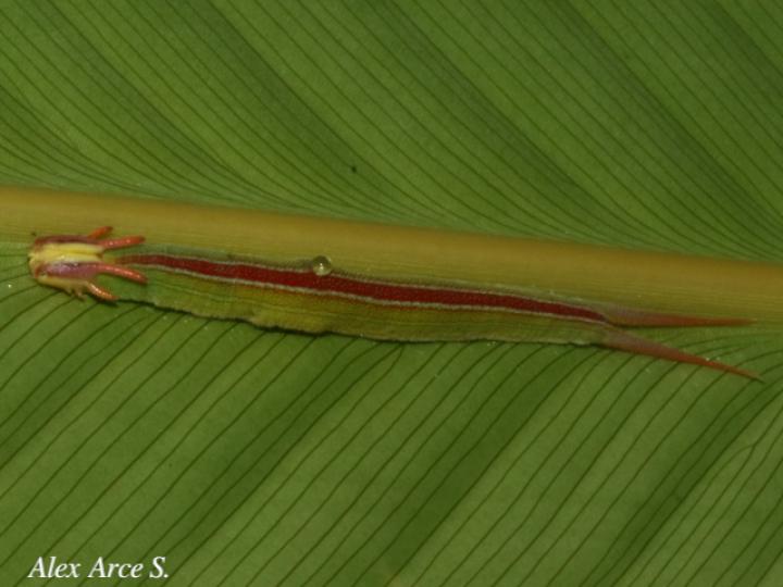 Opsiphanes cassiae (Duende negro)