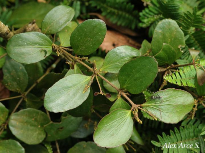 Oryctanthus spicatus
