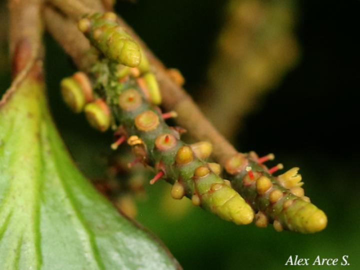 Oryctanthus spicatus