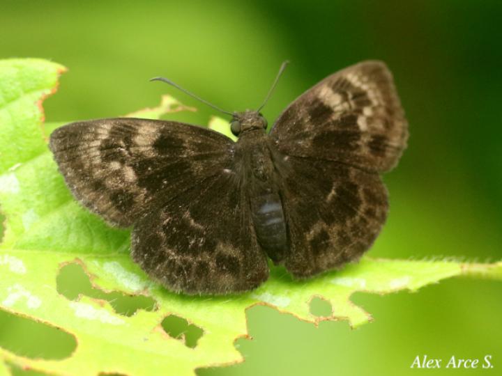 Ouleus salvina