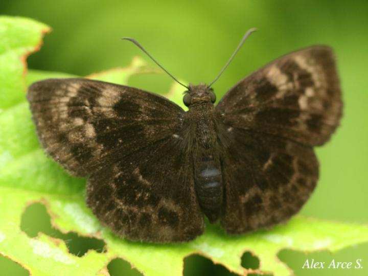 Ouleus salvina