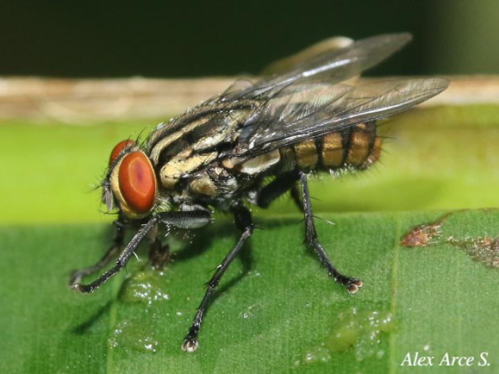 Oxysarcodexia varia