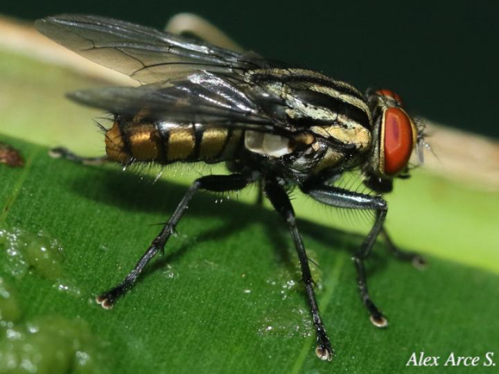 Oxysarcodexia varia