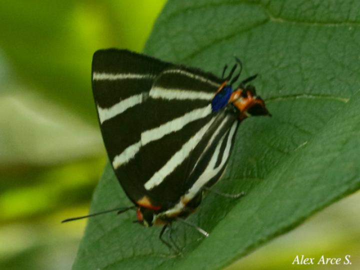 Panthiades bathildis
