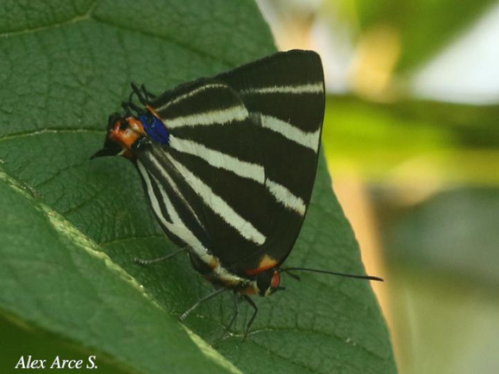 Panthiades bathildis