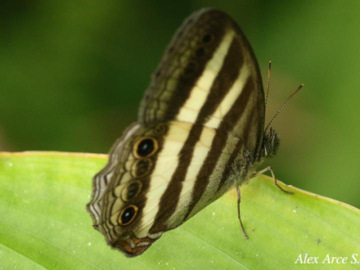 Pareuptychia ocirrhoe