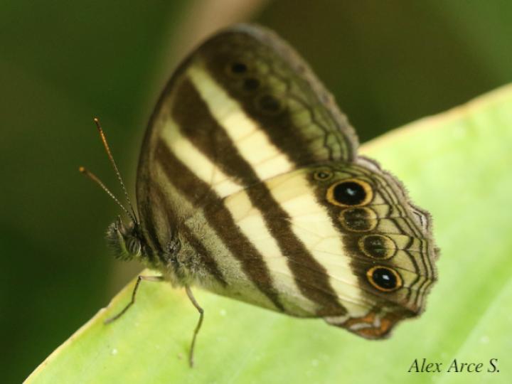 Pareuptychia ocirrhoe