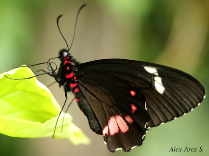 Parides panares lycimenes (Mariposa manchas rojas)