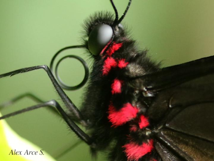 Parides panares lycimenes (Mariposa manchas rojas)