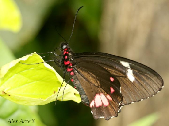 Parides panares lycimenes (Mariposa manchas rojas)