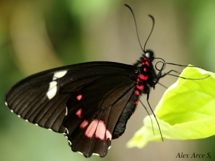 Parides panares lycimenes (Mariposa manchas rojas)
