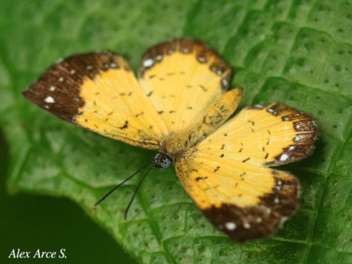 Parvospila cilissa