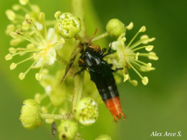 Photinopygus sp1