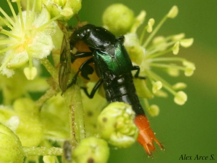 Photinopygus sp1
