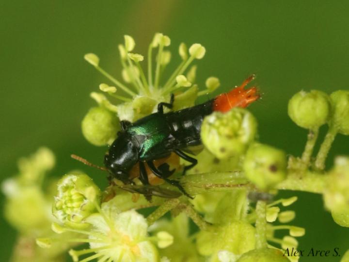 Photinopygus sp1