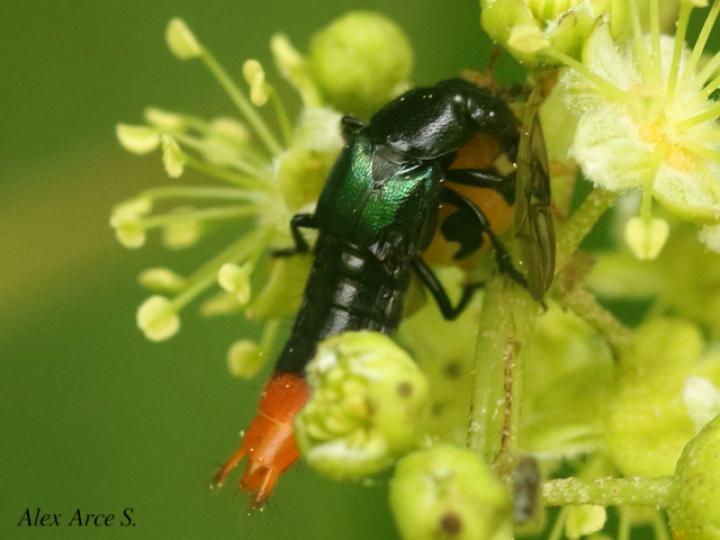 Photinopygus sp1
