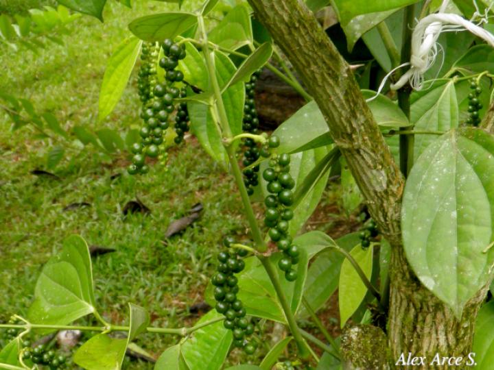 Piper nigrum