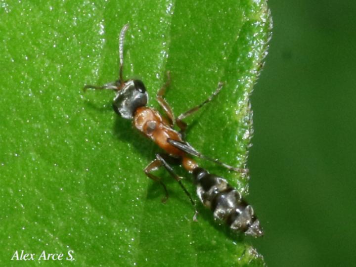 Pseudomyrmex gracilis