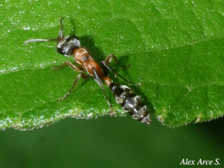Pseudomyrmex gracilis