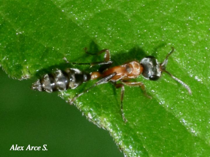 Pseudomyrmex gracilis