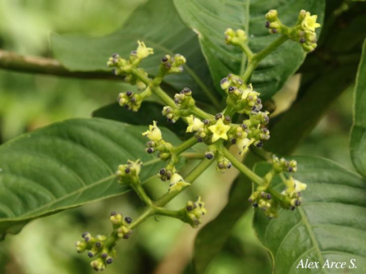  Psychotria brachiata