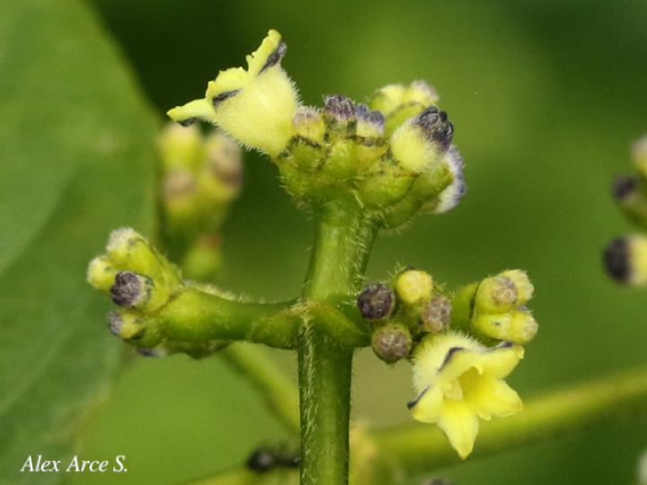  Psychotria brachiata