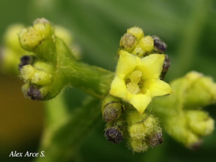  Psychotria brachiata