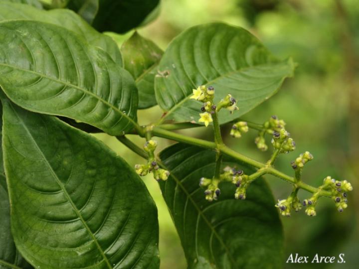  Psychotria brachiata