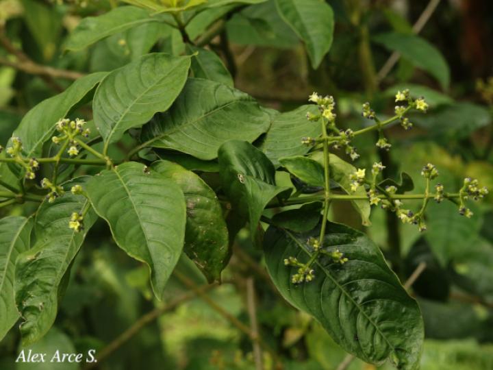  Psychotria brachiata