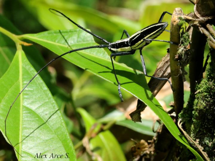 Ptychodes politus