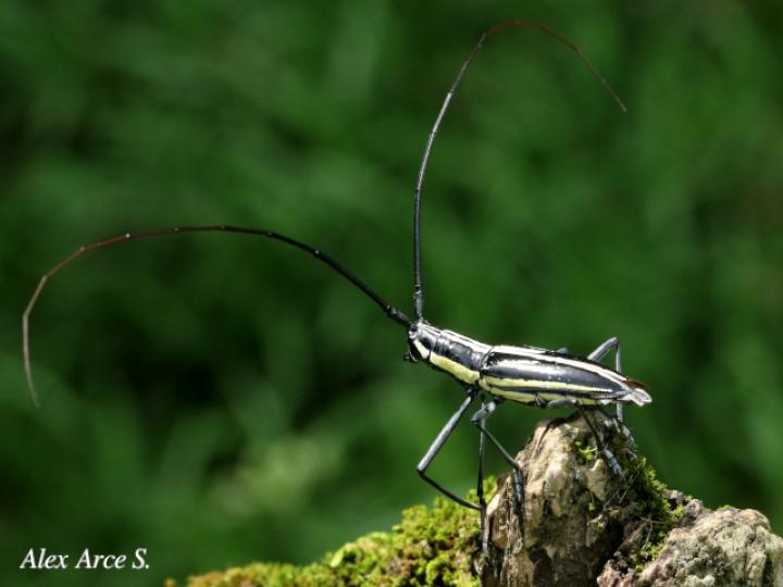 Ptychodes politus