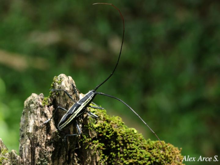 Ptychodes politus