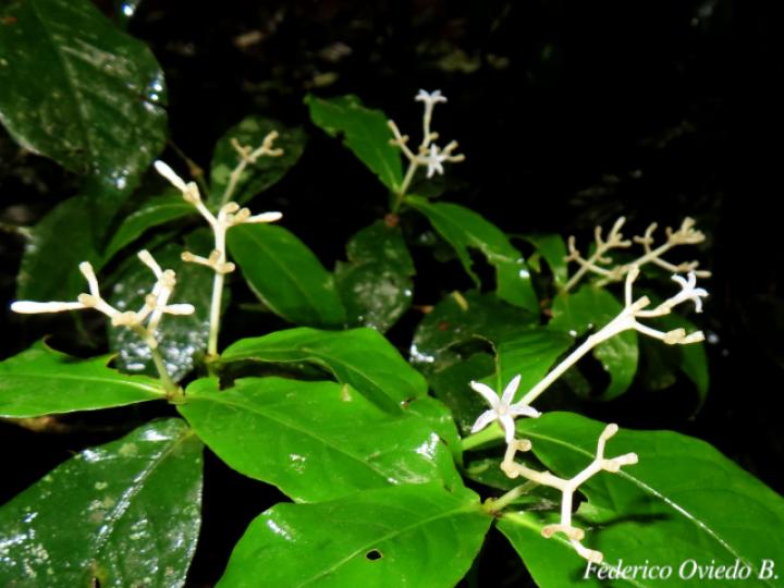 Rudgea cornifolia