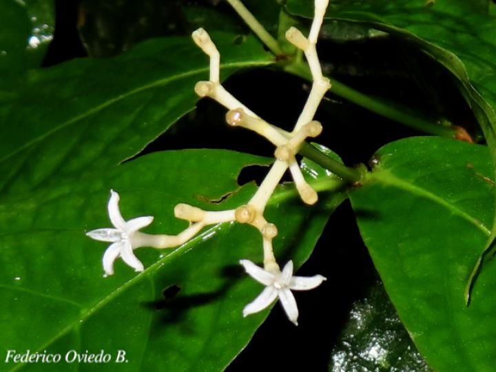 Rudgea cornifolia