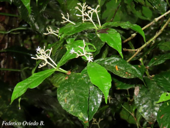 Rudgea cornifolia