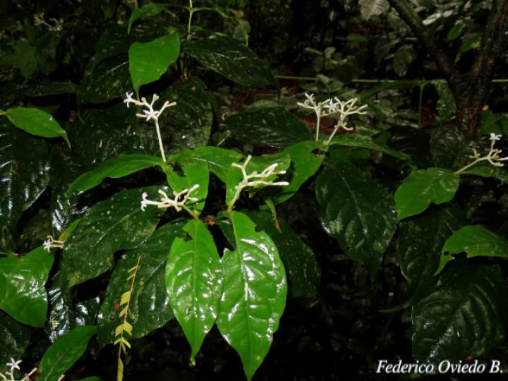 Rudgea cornifolia