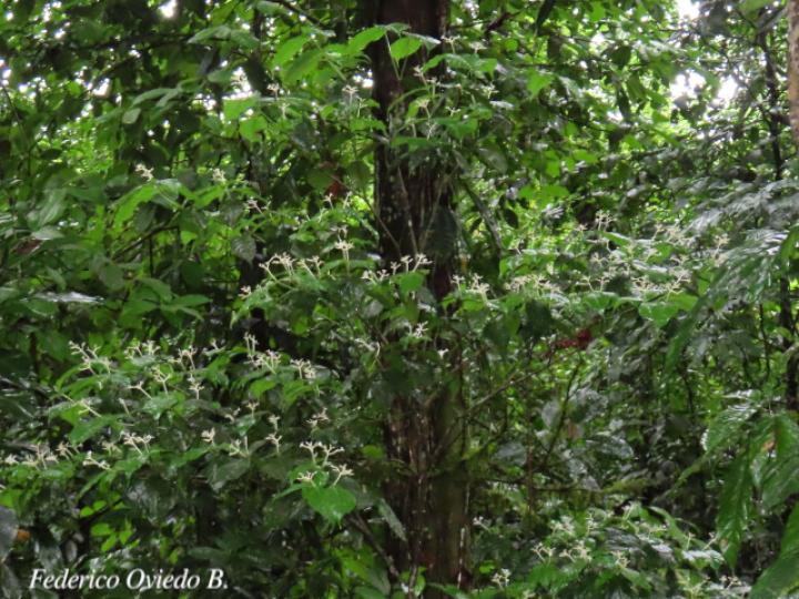 Rudgea cornifolia